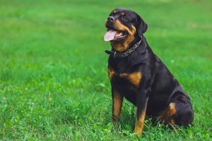 Carlos Carrasco, adestrador profissional, sobre o Rottweiler: “É a melhor raça para vigiar a casa e conviver com a família”
