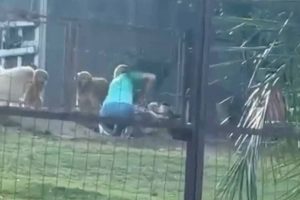 Vídeo registrado em hotel para pets de Bonito mostra o momento em que um cachorro é agredido durante uma confusão entre animais. (Imagem: Reprodução/Vincent Lacerda/Instagram)