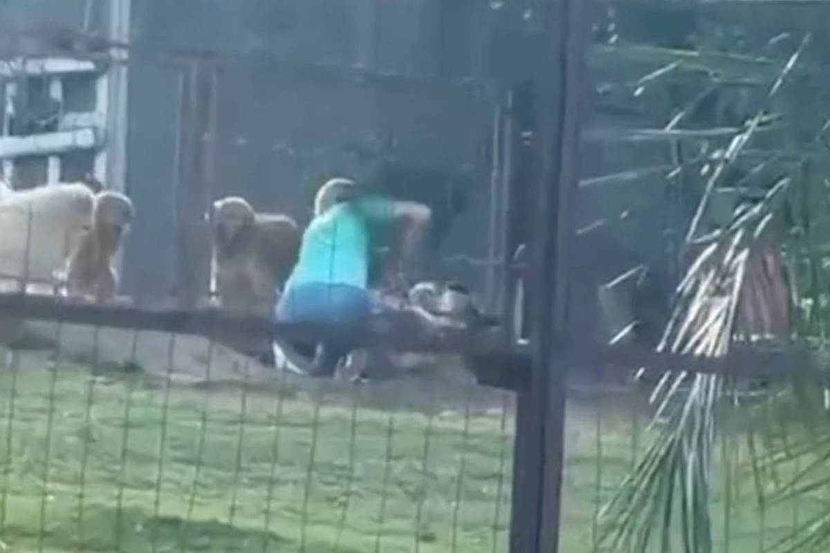 Vídeo flagra agressão de cachorro em hotel para pets de Bonito (MS) - Foto