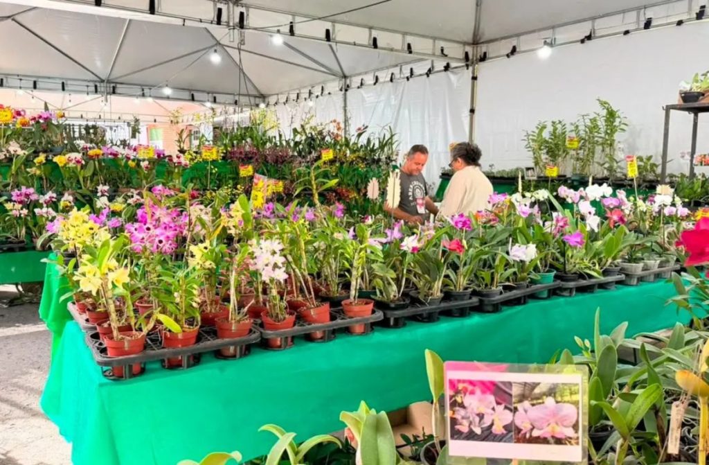 Goiânia recebe linda exposição de orquídeas com entrada gratuita e troca por alimentos