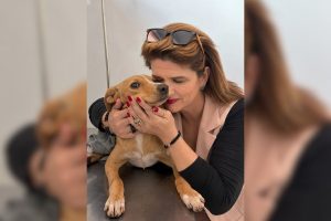 Outubro Rosa também é para elas: câncer de mama pode atingir cadelas e gatas