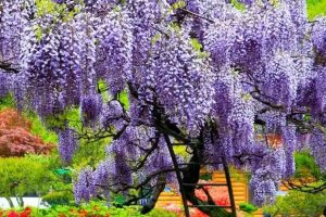 Os jardineiros recomendam: a trepadeira que pode viver mais de 100 anos, proporciona muita sombra e é tão bonita quanto a buganvília