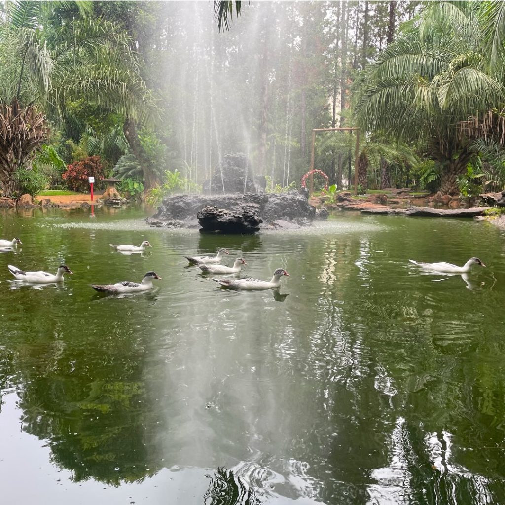 Jardim Japonês reúne jardins ornamentais, pontes e lagos em uma opção mais tranquila de passeio. (Foto: Reprodução/Google Maps)