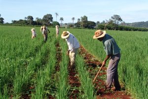 quantidade de terra para plantar