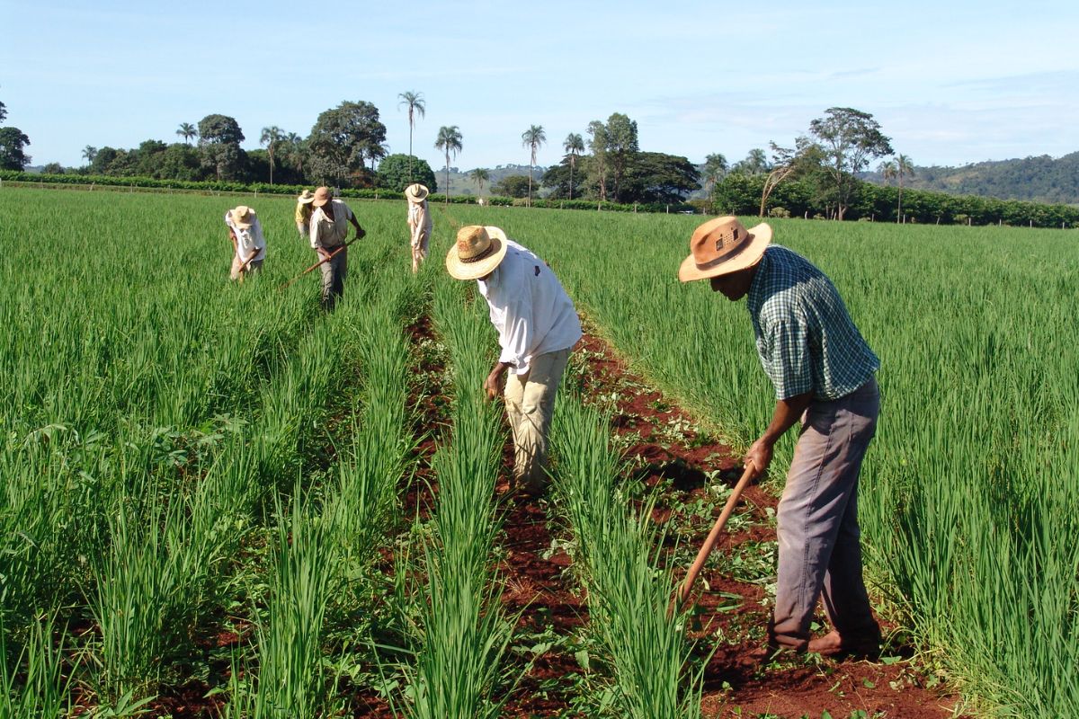 quantidade de terra para plantar