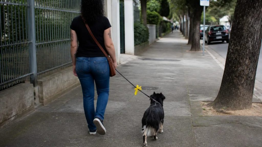 Fita amarela na coleira do cachorro: entenda o que o sinal quer dizer e como agir ao ver um cão usando