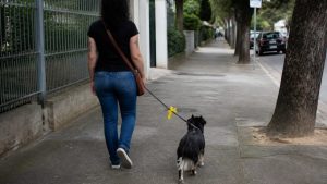 Fita amarela na coleira do cachorro: entenda o que o sinal quer dizer e como agir ao ver um cão usando