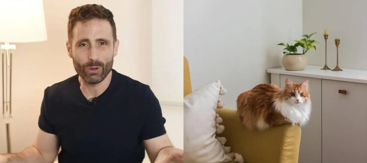 gato com o rabo levantado para cima