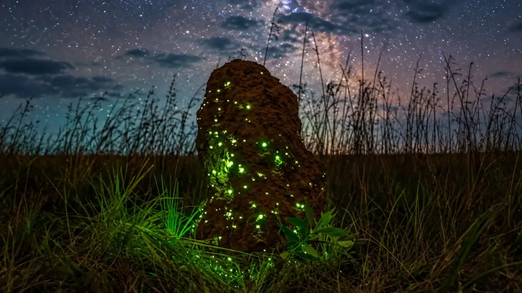 cupinzeiro luminoso