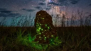 cupinzeiro luminoso