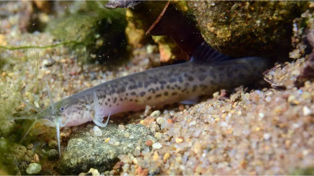 peixe cego