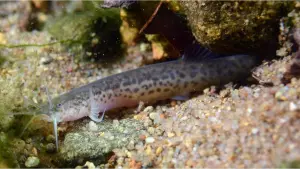 peixe cego