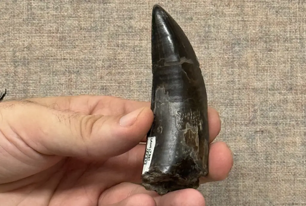 Fragmento de dente encontrado em Goiás revelou que dinossauro carnívoro viveu onde hoje fica o Cerrado