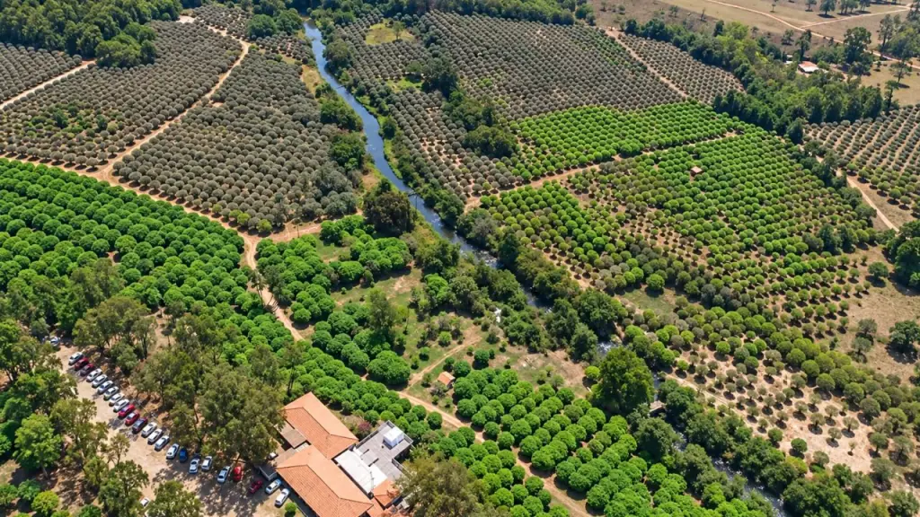 vinícola jabuticabal