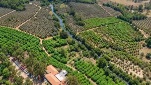 vinícola jabuticabal