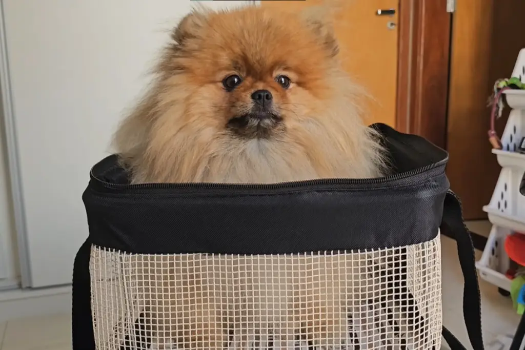Família decide viajar de avião com cachorro de pequeno porte e descobre que precisa cumprir uma série de exigências antes do embarque
