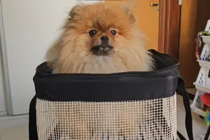 Família decide viajar de avião com cachorro de pequeno porte e descobre que precisa cumprir uma série de exigências antes do embarque