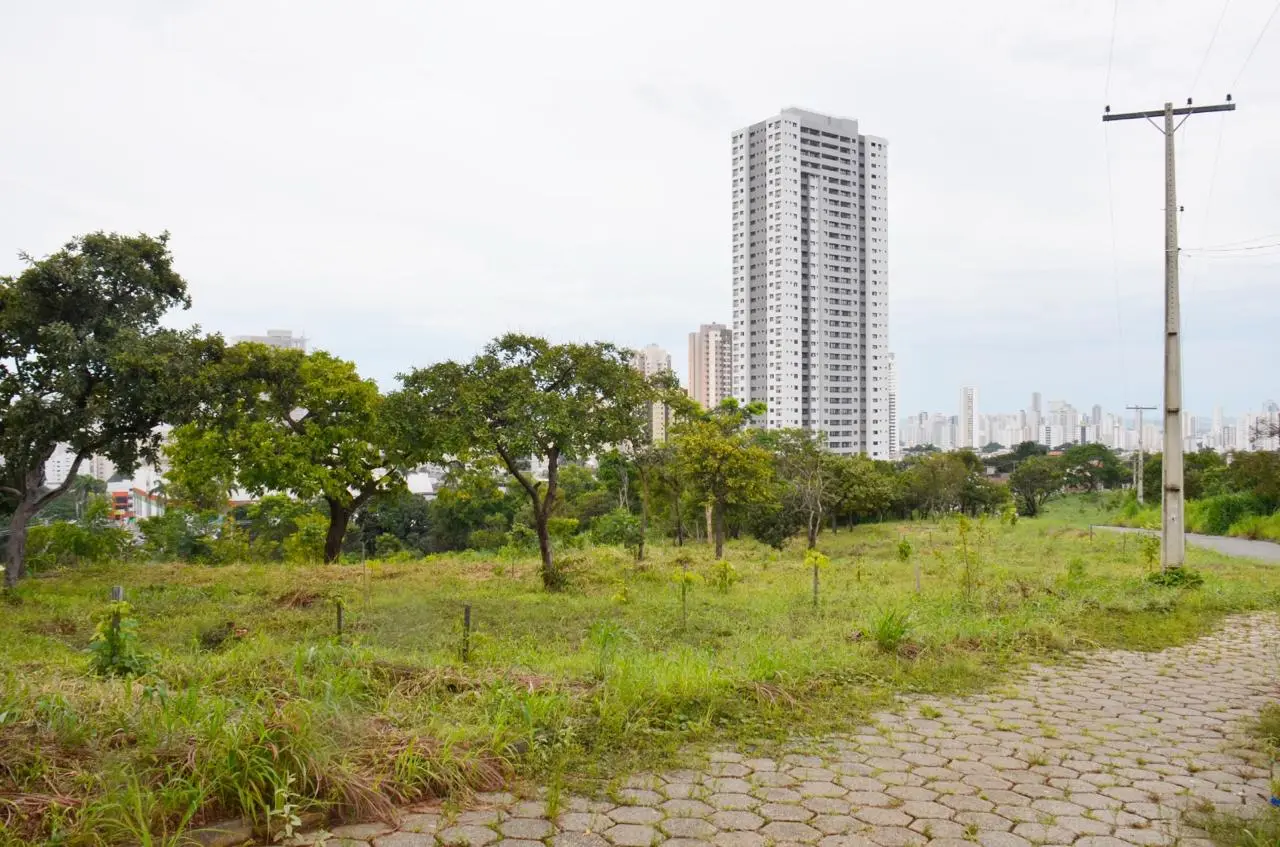 Projeto de revitalização do Parque da Serrinha prevê recuperação de áreas degradadas e plantio de 5 mil mudas nativas do Cerrado. (Foto: Reprodução/Bárbara Melo e Edinan Ferreira)