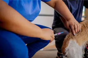 Feira Pet acontece nesse sábado (17) e conta com vacinação gratuita e distribuição de brindes