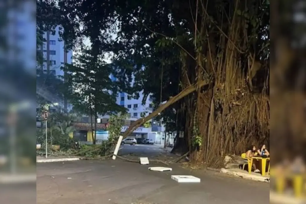 Laudo aponta riscos em gameleiras da Praça da Cirrose, em Goiânia. (Foto: Reprodução)