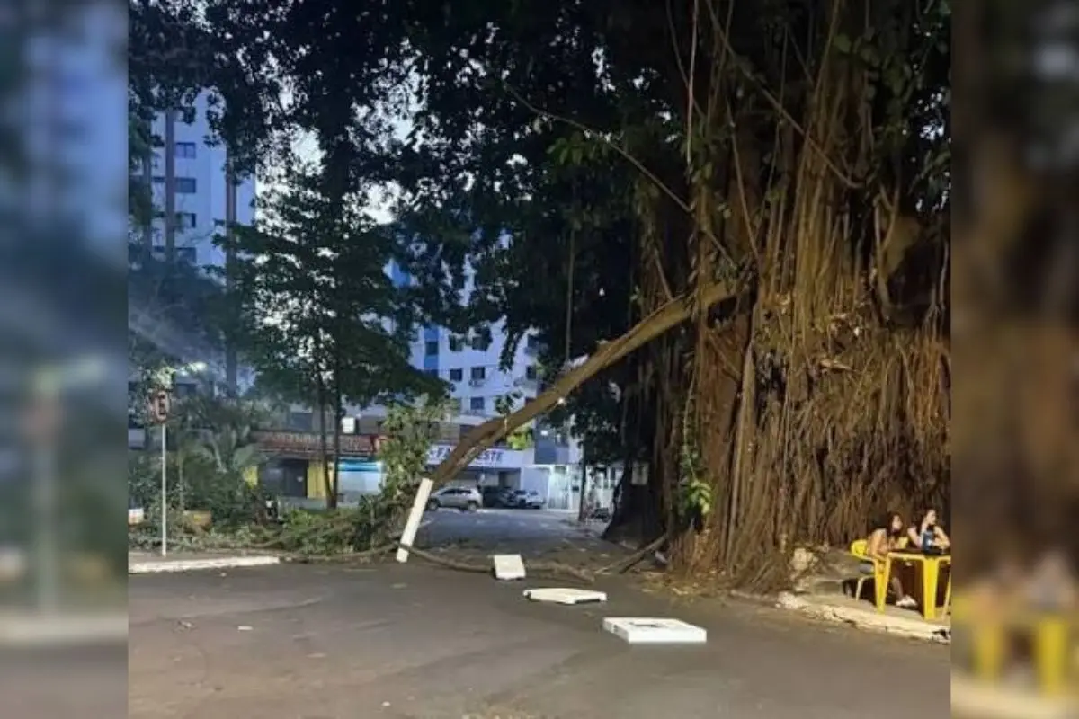 Laudo aponta riscos em gameleiras da Praça da Cirrose, em Goiânia. (Foto: Reprodução)