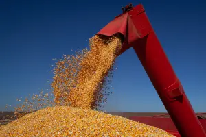 Goiás deve encerrar 2026 com produção de 33,6 milhões de toneladas de grãos. (Foto: Agência Goiás de Notícias/ Tony Oliveira)