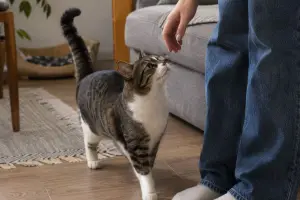 gatos com cauda levantada