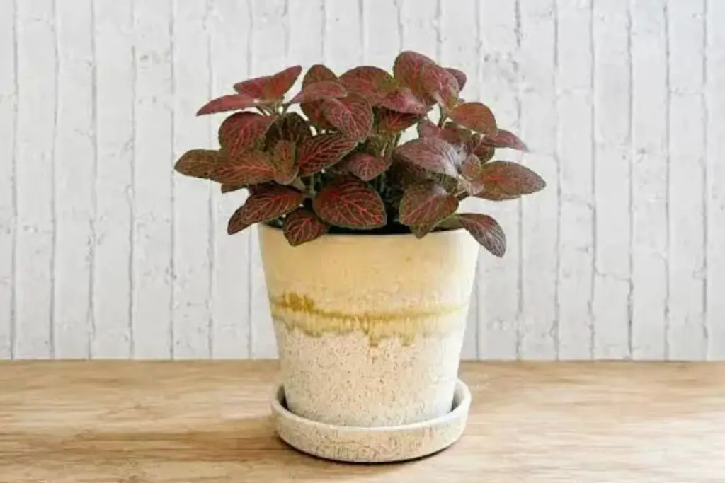 A planta com folhas bonitas que cabe em qualquer cantinho, precisa de pouca luz e fica ótima no banheiro, segundo jardineiros