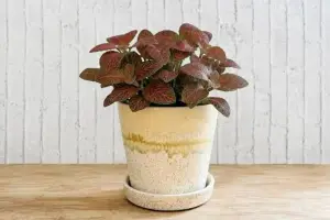 A planta com folhas bonitas que cabe em qualquer cantinho, precisa de pouca luz e fica ótima no banheiro, segundo jardineiros