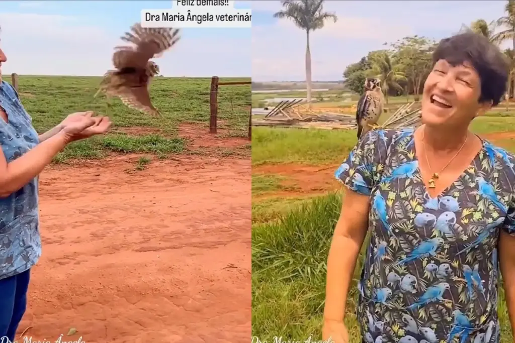 “Pode ir, você está livre”: veterinária ensina o caminho da liberdade a um falcão, mas ele escolhe voltar para quem cuidou dele