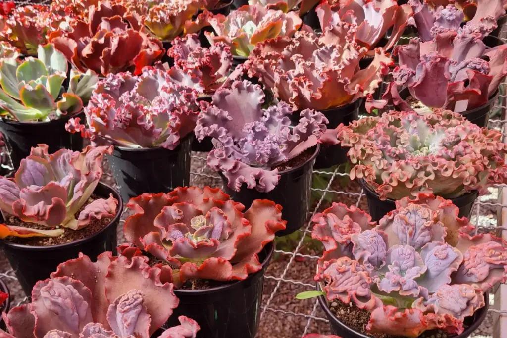Bazar Estação das Plantas chega à sexta edição em Goiânia com variedade de flores, espécies ornamentais e opções de jardinagem a preços acessíveis. (Foto: Reprodução/ Instagram/@estacaodasplantas.gyn)