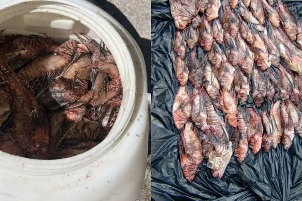 Pescadores capturam 440 peixes-leão, espécie invasora e venenosa, no litoral de Porto Seguro