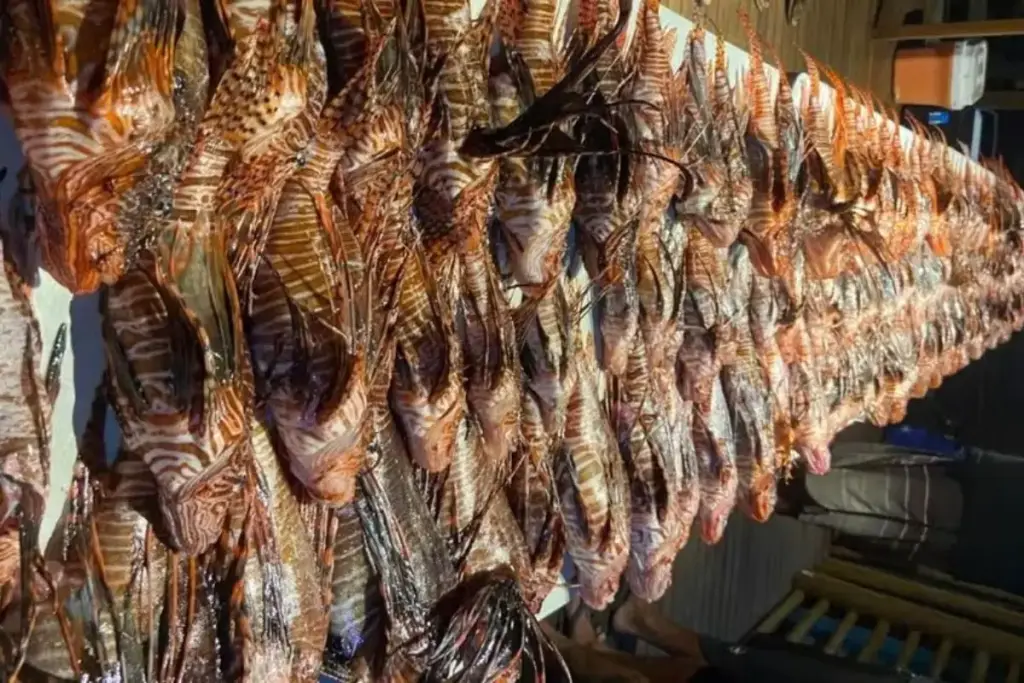 Pescadores capturam 440 peixes-leão, espécie invasora e venenosa, no litoral de Porto Seguro