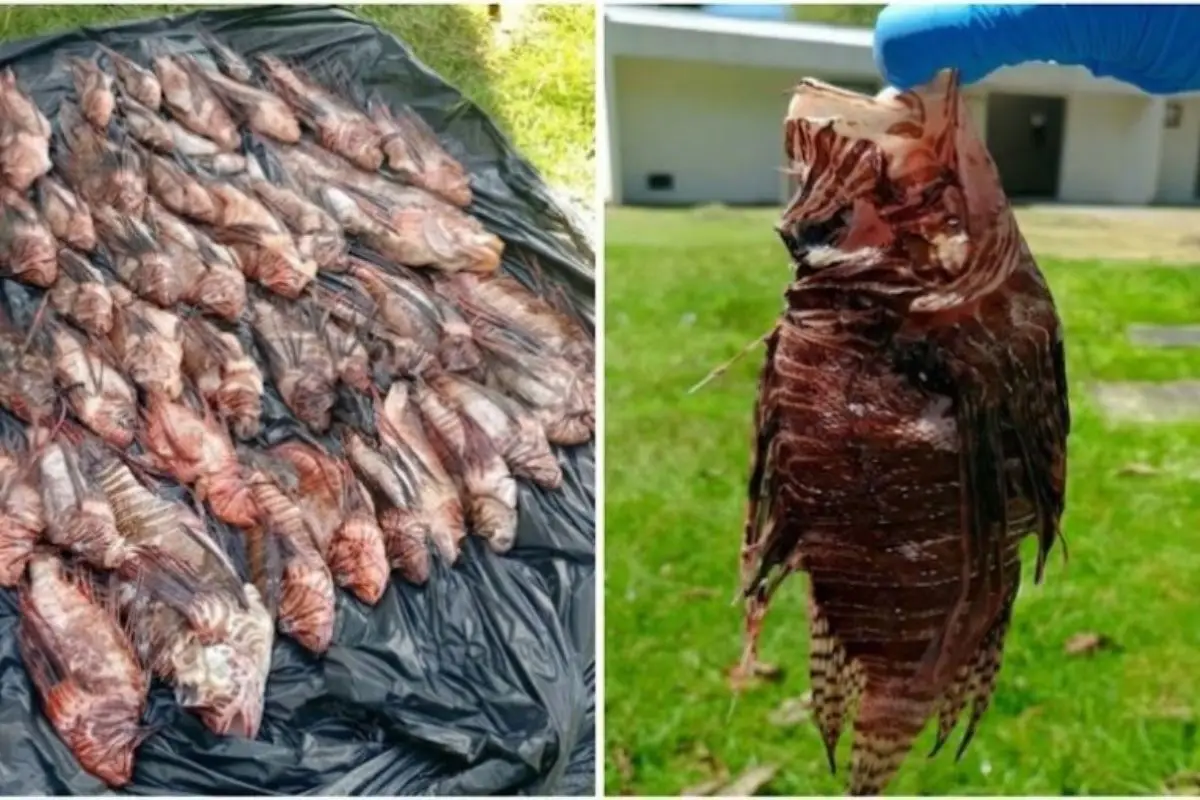 Pescadores capturam 440 peixes-leão, espécie invasora e venenosa, no litoral de Porto Seguro