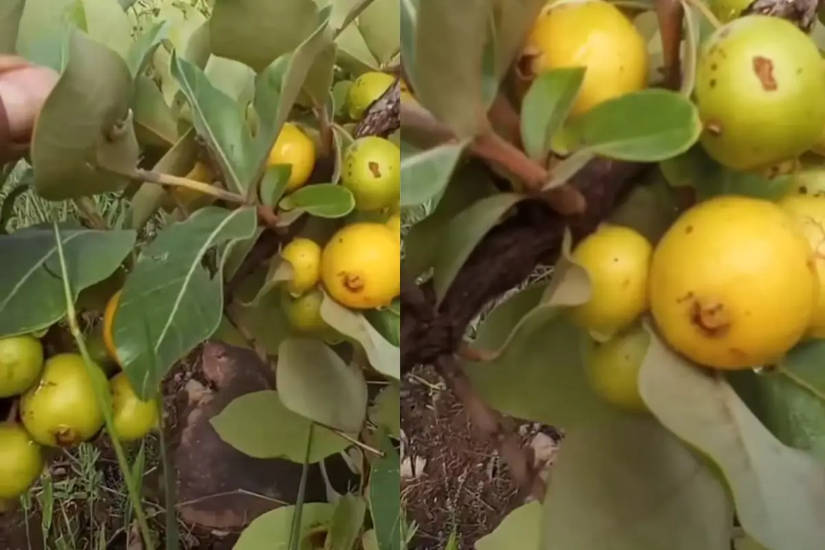 pé de araçá