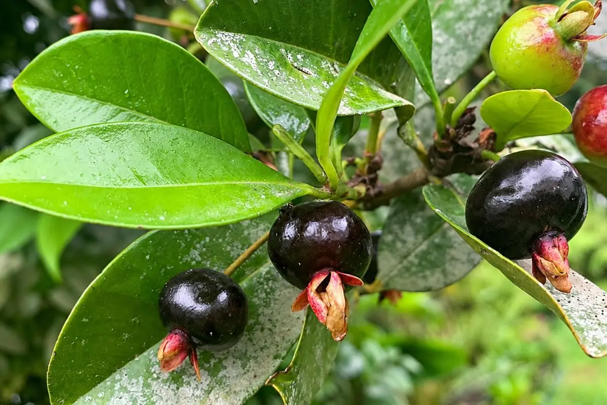 Grumixameira