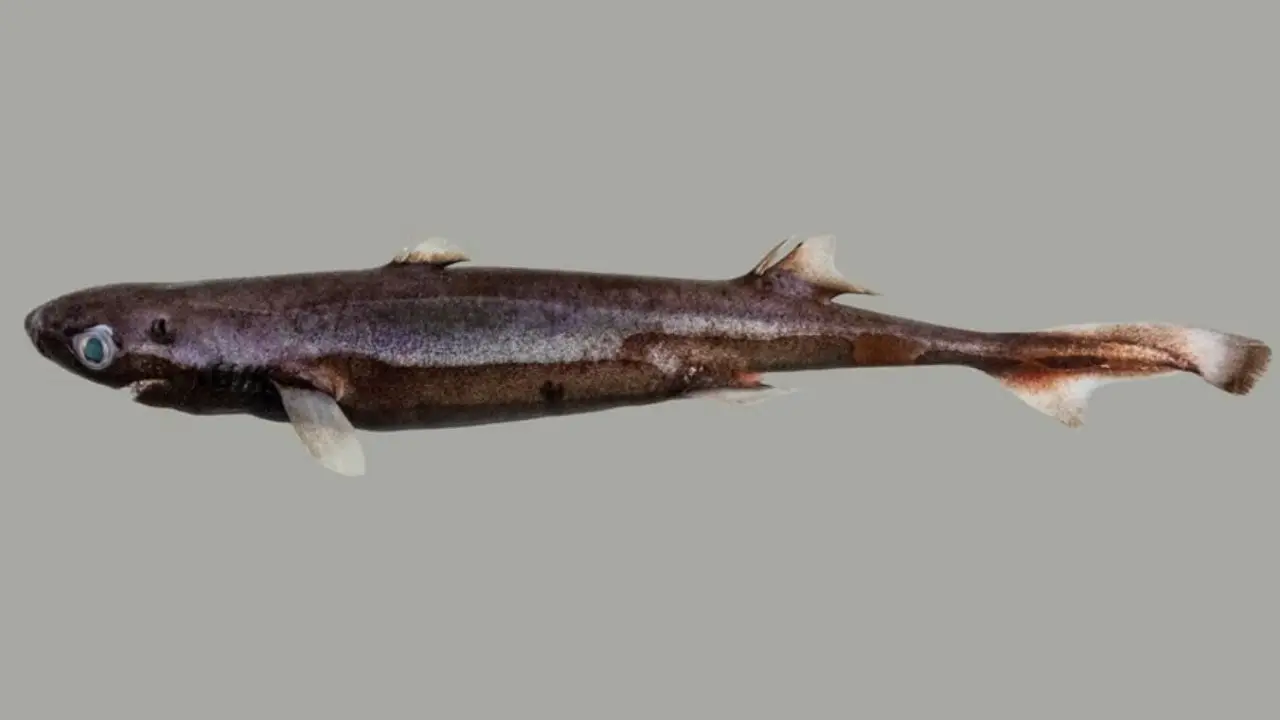 847771-20261017-231148-c1bcdd