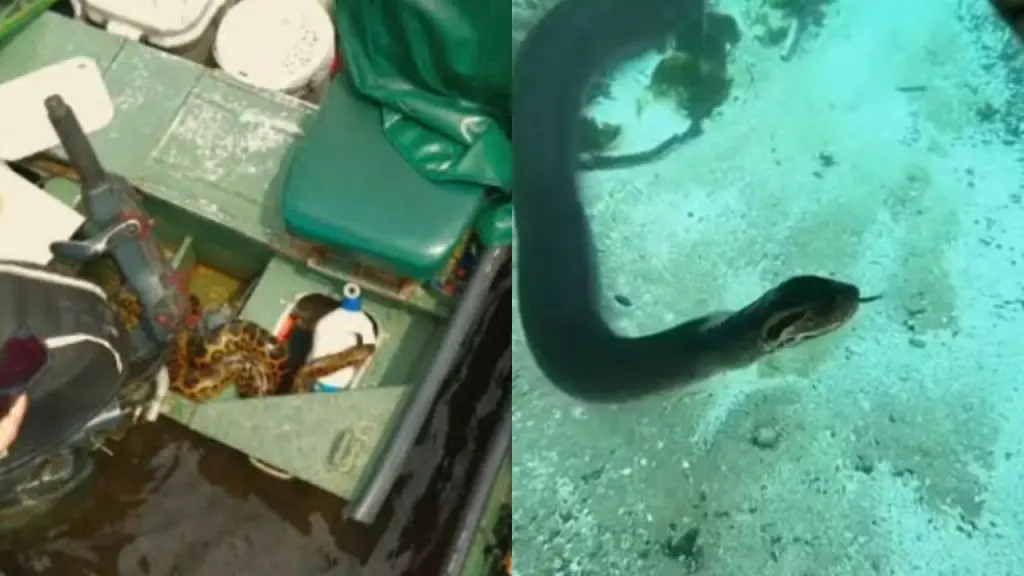 sucuri entra em barco de turistas
