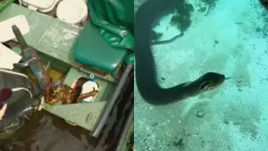 sucuri entra em barco de turistas