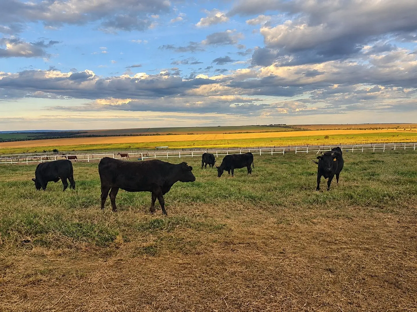 Bovinos da raça japonesa Wagyu são criados em Goiás para produção de carne de alto valor comercial, que pode chegar a R$ 2 mil o quilo. (Foto: Reprodução/Facebook/Haras Rancho Tokarski)