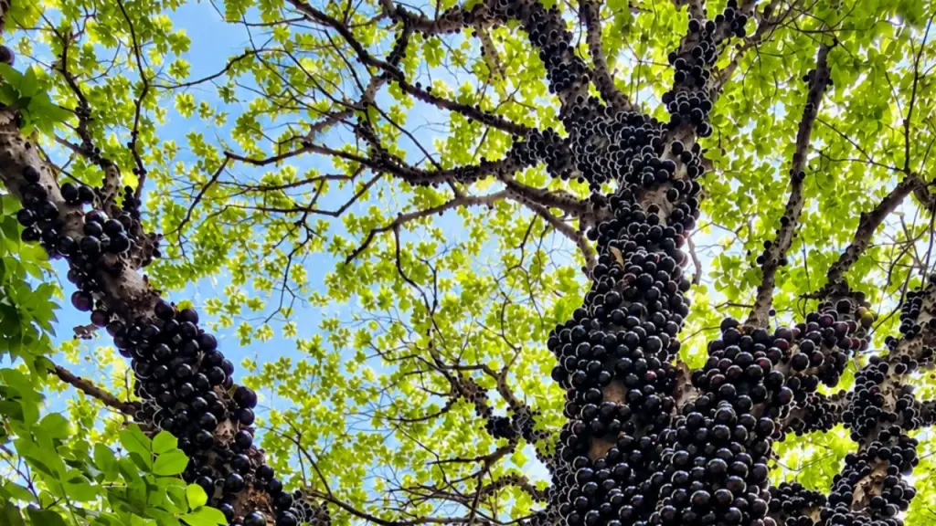 pé de jabuticaba