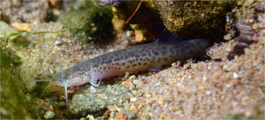 Ituglanis