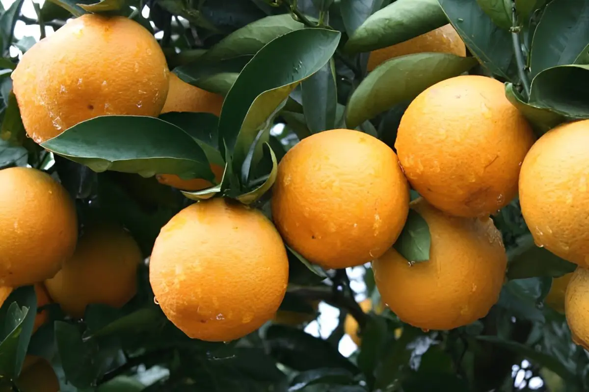 Pé de laranja 