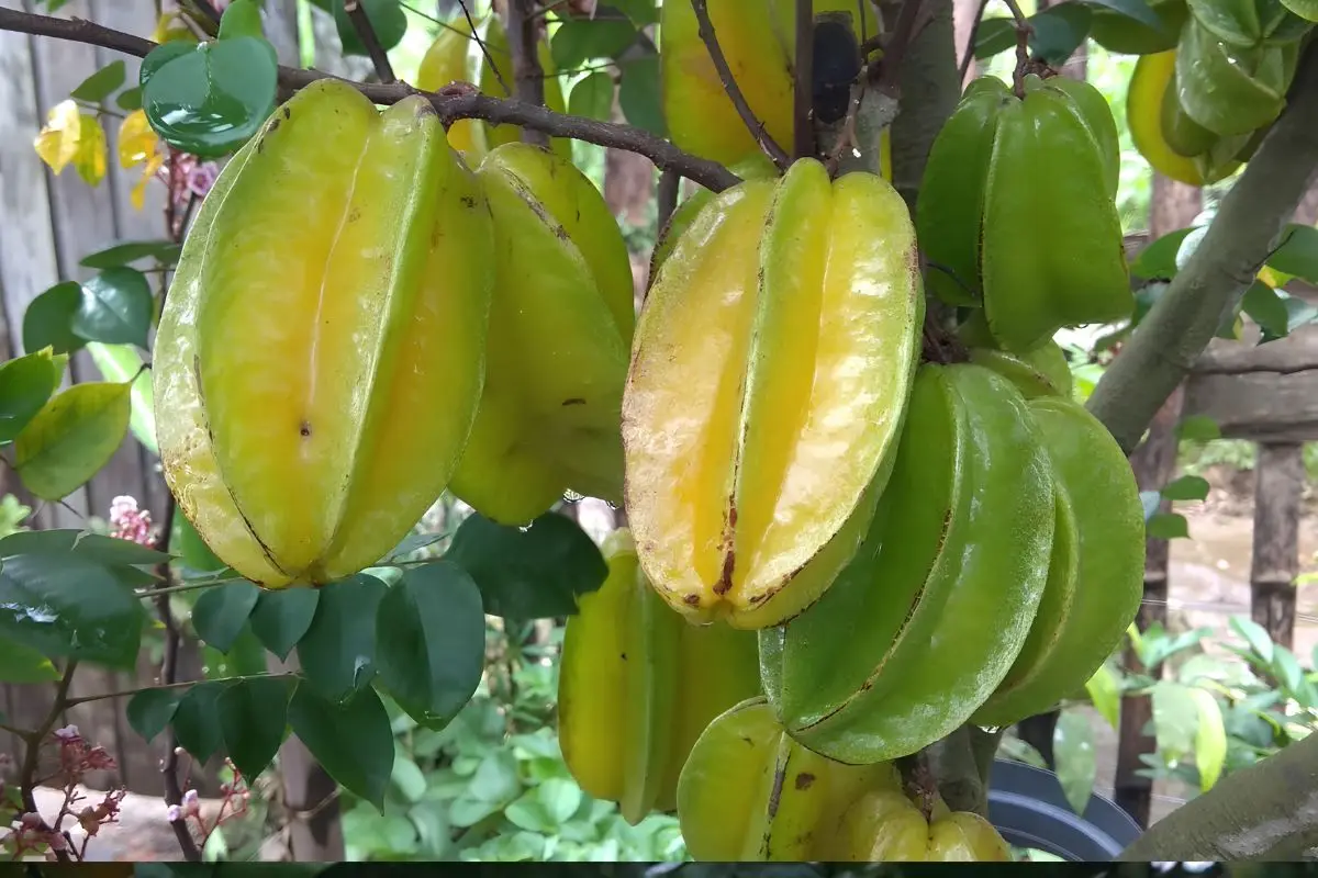 Pé de Carambola