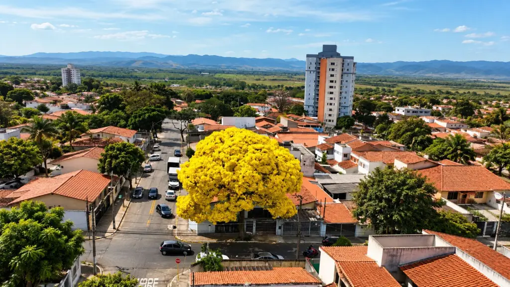 árvore para fazer sombra na janela
