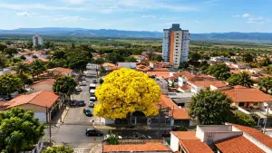 árvore para fazer sombra na janela