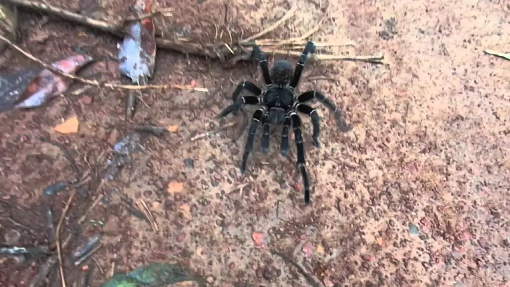aranhas-caranguejeiras no quintal