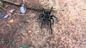 aranhas-caranguejeiras no quintal