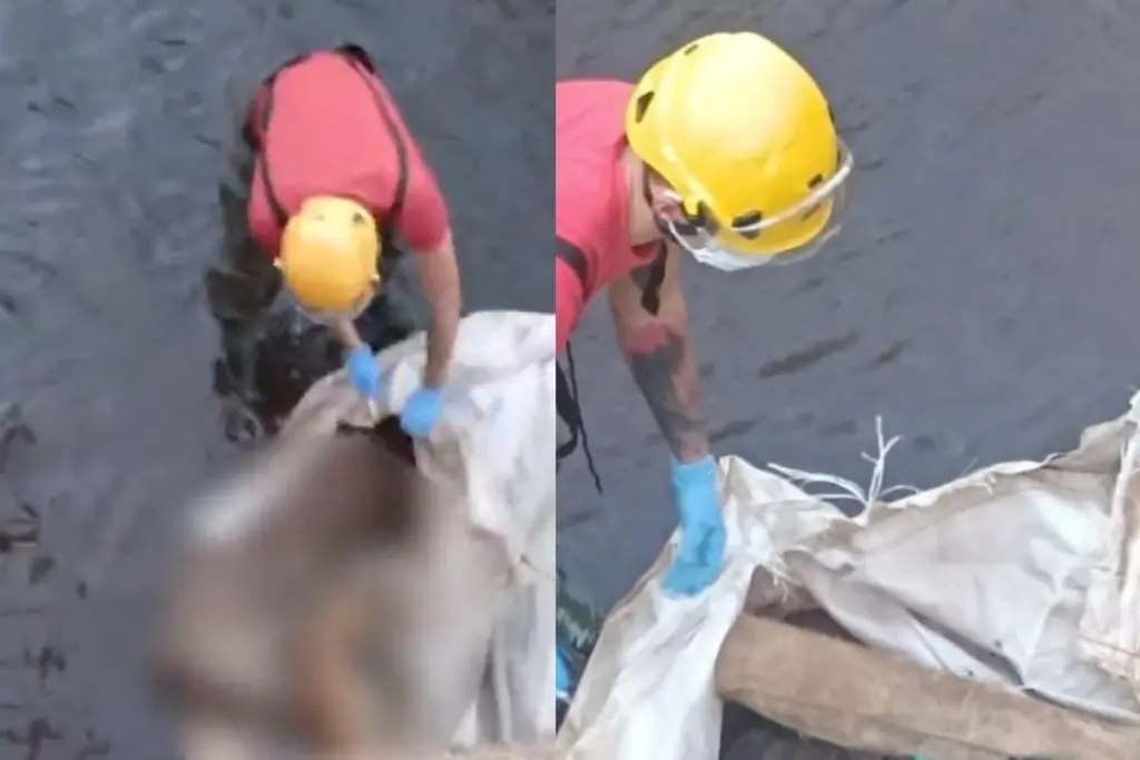 Bombeiros encontraram um cachorro morto dentro de um saco durante averiguação de suspeita de cadáver humano em córrego de Jataí. (Foto: Divulgação/CBMGO)