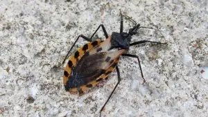 Barbeiro (Triatoma infestans), inseto que pode participar da transmissão do protozoário causador da doença de Chagas.